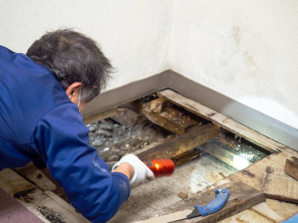 Best Emergency Mold Removal  in Armada, MI