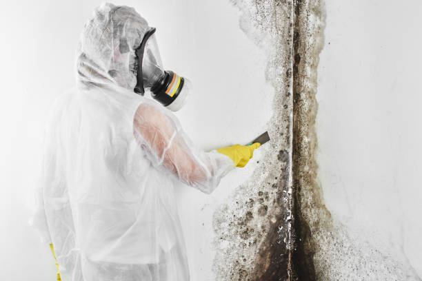 Best Affordable Mold Removal  in Armada, MI