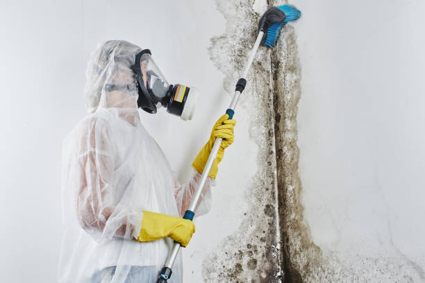 Best Certified Mold Removal  in Armada, MI