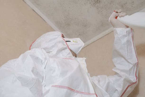 Attic Mold Removal in Armada, MI