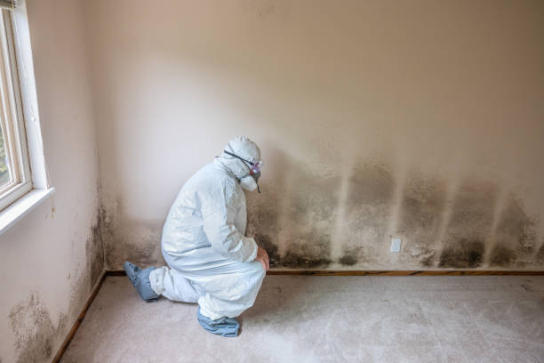 Best Mold Cleaning Services  in Armada, MI