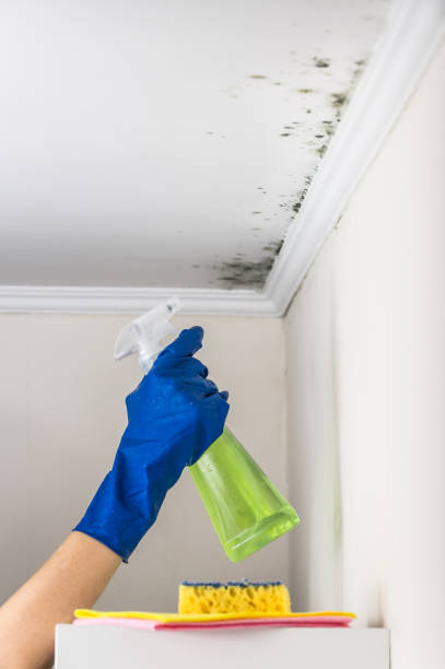 Best Toxic Mold Removal  in Armada, MI